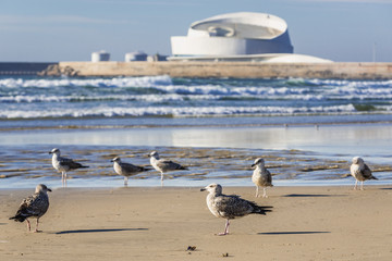 Fototapeta premium Mews on the beach in Porto city, Portugal