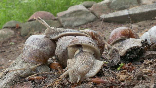 timelapse of snails moving under the ground