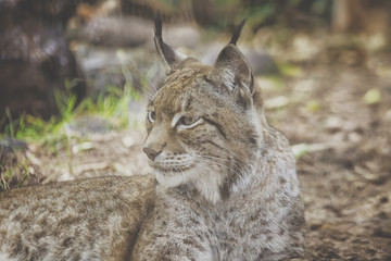 Lynx in close up