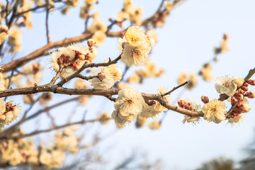 Japanese plum blossoms white. (Ume Flower)