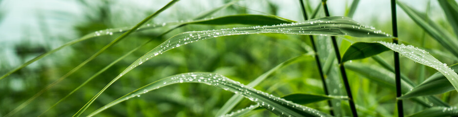 Naklejka premium gras