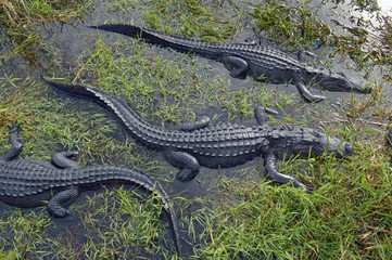 Fototapeta premium Alligators in Florida 