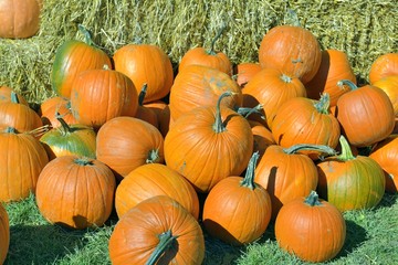 Citrouilles et courges - Jour de cueillette ensoleillé