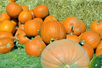 Citrouilles et courges - Jour de cueillette ensoleillé
