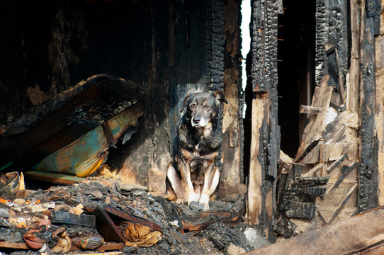 The dog continues to guard the house that was burnt by the fire.