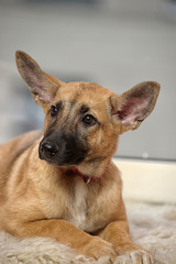 Eared puppy with an unhappy sight
