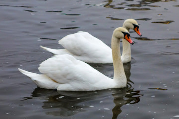 Couple of Swans swimming at  overcast day