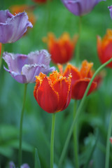 Purple and red tulips on the lawn