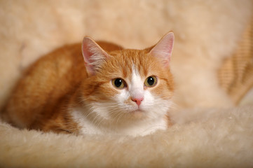 Red with a white cat at home