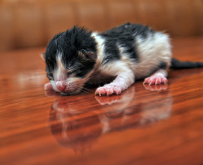 Blind newborn kitten