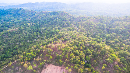 Obraz premium small dirt road inside the big forest