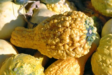 Citrouilles et courges - Jour de cueillette ensoleillé