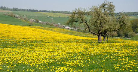 Fr&uuml;hling und Baumbl&uuml;te im Odenwald