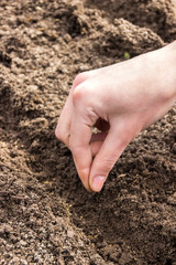 planting seeds (carrots)