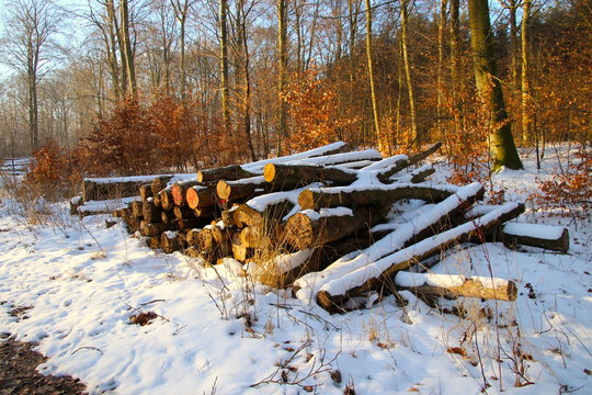 Fototapeta Firewood Stack in the forest so beautiful in February