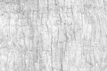 White Bark Texture Background.