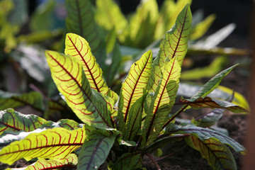 Blut-Ampfer (Rumex sanguineus)