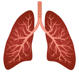 Human lungs organ isolated on white background representing the medical respiratory system to provide oxygen to the body vector eps 10