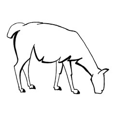 Vector image with white realistic eating llama