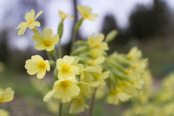  Yellow common cowslip primrose flowers blossoms. Primula veris