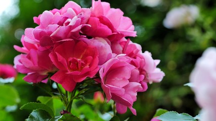 Fototapeta premium Rosa Rosen am Strauch
