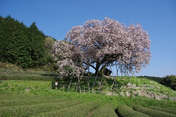納戸料の百年桜（吉田の百年桜） © sakura