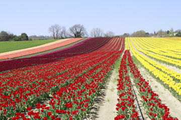 Passion de tulipes 2017
