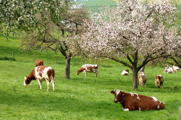 Fr&uuml;hling und Baumbl&uuml;te im Odenwald