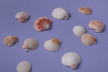 Scattered seashells