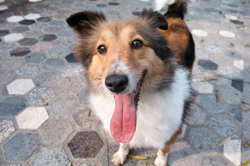Dog, Shetland sheepdog, collie, funny face, smiling.