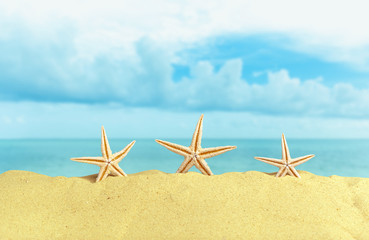 Fototapeta na wymiar Starfish seashells on the Beach