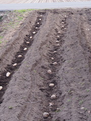 畑に並べられたジャガイモ（種芋）