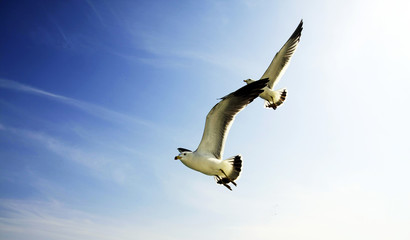 The two gulls are flying freely and harmoniously.