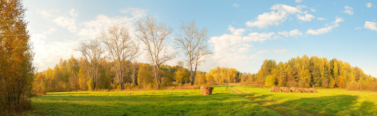 Fototapeta na wymiar Landscape panorama with hay cocks and four leafless poplars in row on green meadow against multicolored forest and blue sky background at sunny day of Indian summer. Nizhegorodsky region, Russia. 