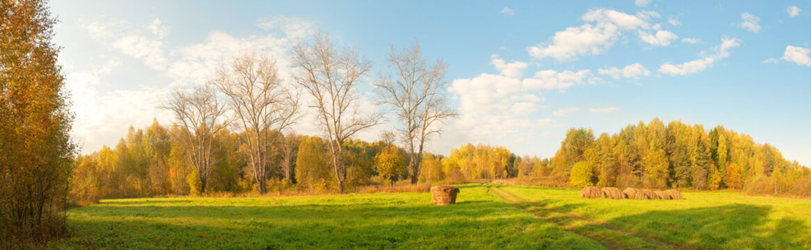 Landscape panorama with hay cocks and four leafless poplars in row on green meadow against multicolored forest and blue sky background at sunny day of Indian summer. Nizhegorodsky region, Russia. 
