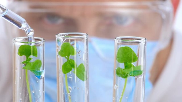 Scientist analyzing plants. Close-up shot.
