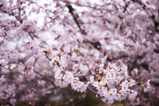 幻想的な桜
