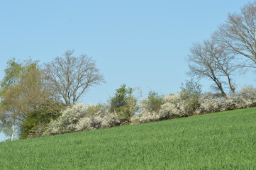 Bäume im Frühling