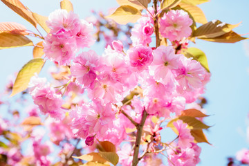 Cherry tree with flowers. Beautiful spring pink flowers in park.