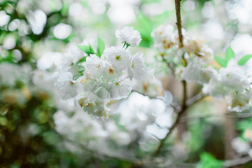 Cherry tree with flowers. Beautiful spring white flowers in park.