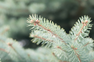 Natural background outdoor in spring