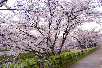 桜　長沢川