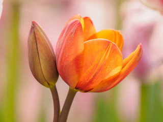Spring flowers series, Tulip.