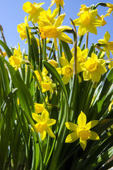 Obraz premium Narzissen im Frühling zur Osterzeit