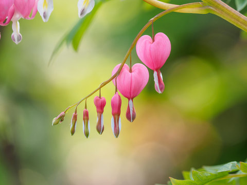 Fototapeta Spring flowers series, Bleeding Heart flower, Dicentra spectabilis