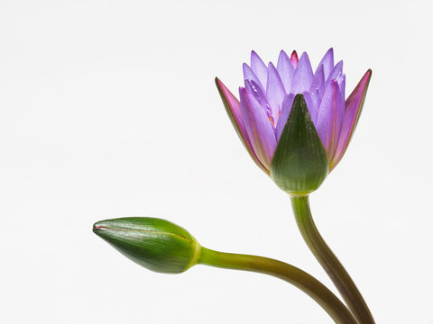 Beautiful purple waterlily flower and bud isolated on white background.