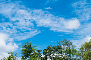 tree and blue sky background