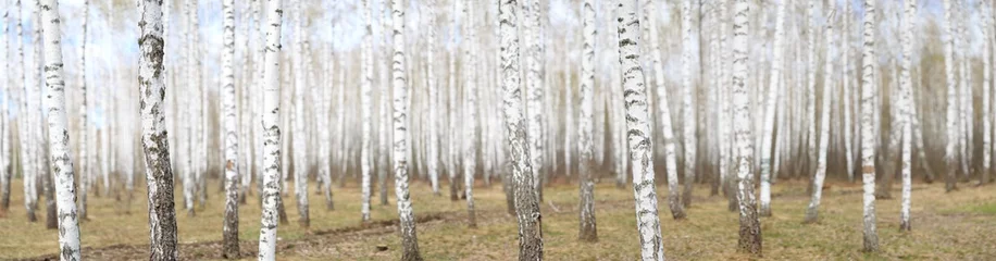 Peel and stick wall murals Birch grove White birch grove in the spring. background