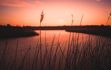 Fototapeta na wymiar reeds set against sunrise