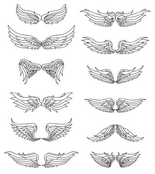 Ailes motifs